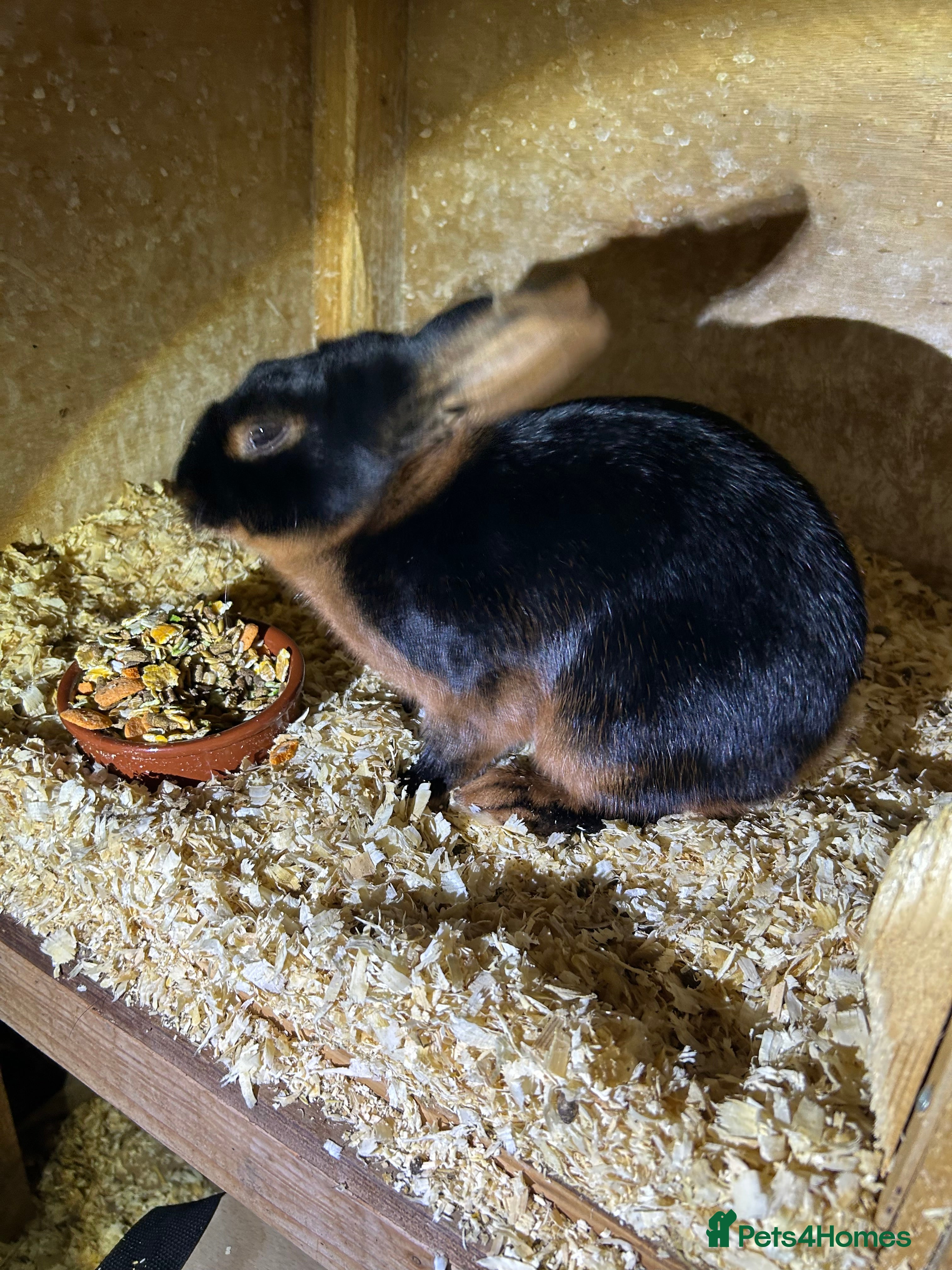 Tan rabbits Tan male rabbit for sale - Advert 1