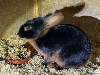 Tan rabbits Tan male rabbit for sale - Advert 1