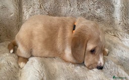 Cockerdor dogs for sale: Adorable f1 cockerdor puppies - Image 17