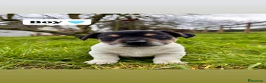 Jack Russell Boy 🩵
