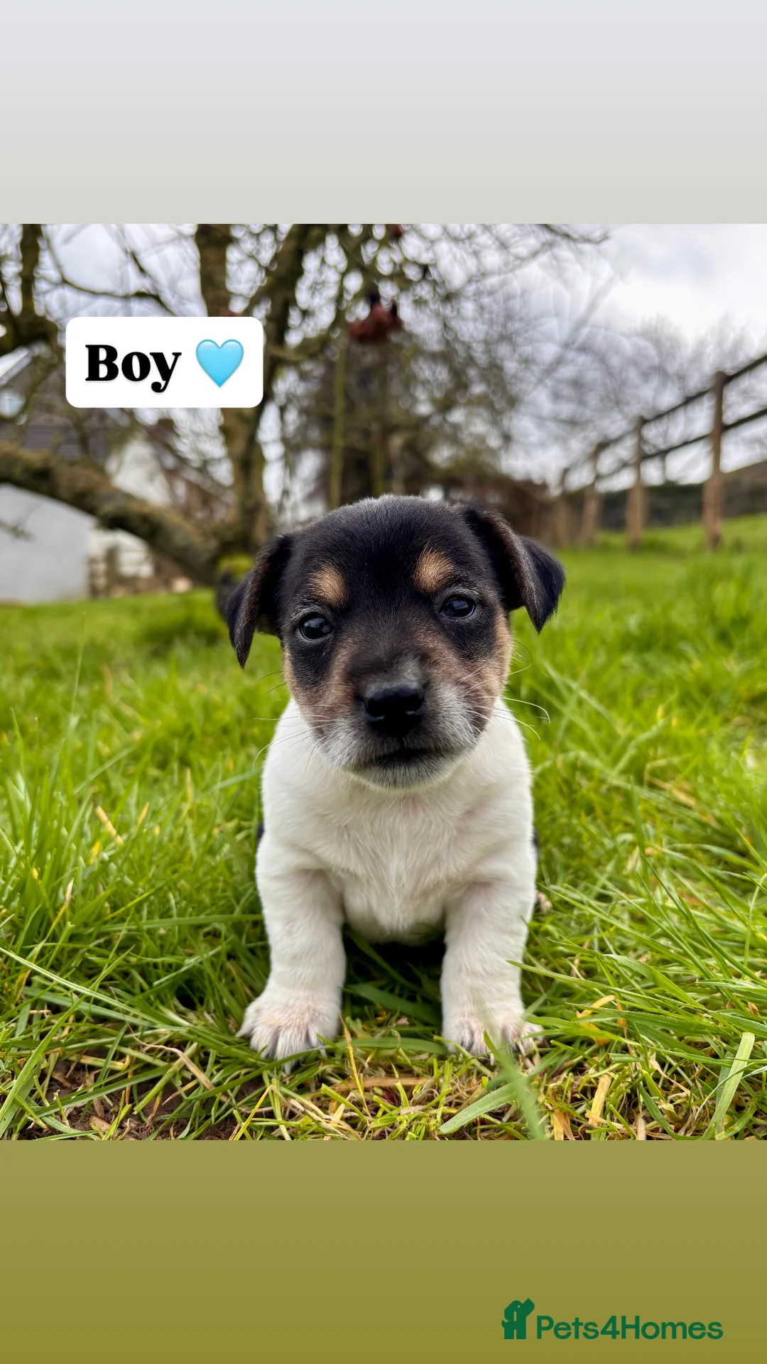 Jack Russell dogs for sale: Jack russell puppies 🐾 - Advert 7