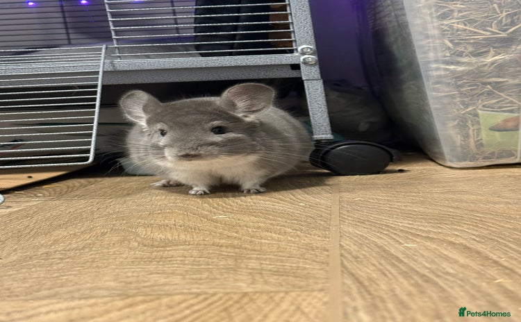 Chinchilla rodents - Advert 1