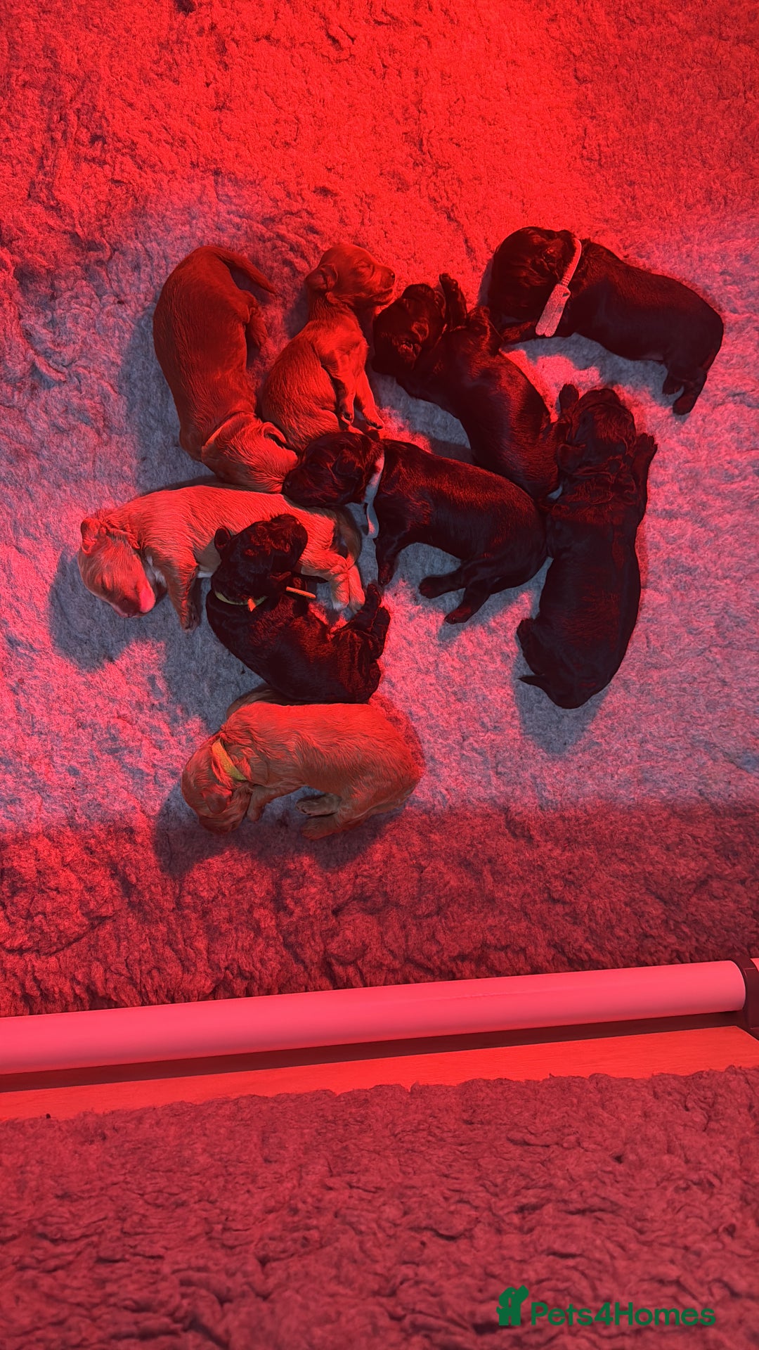 Cockapoo dogs for sale: F2 cockapoo puppies  - Advert 3