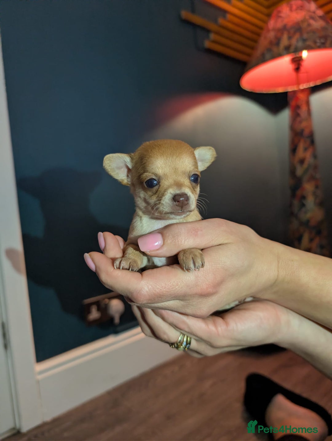 Chihuahua dogs for sale: GORGEOUS LONGHAIRED MERLE CHIHUAHUAS  - Advert 21