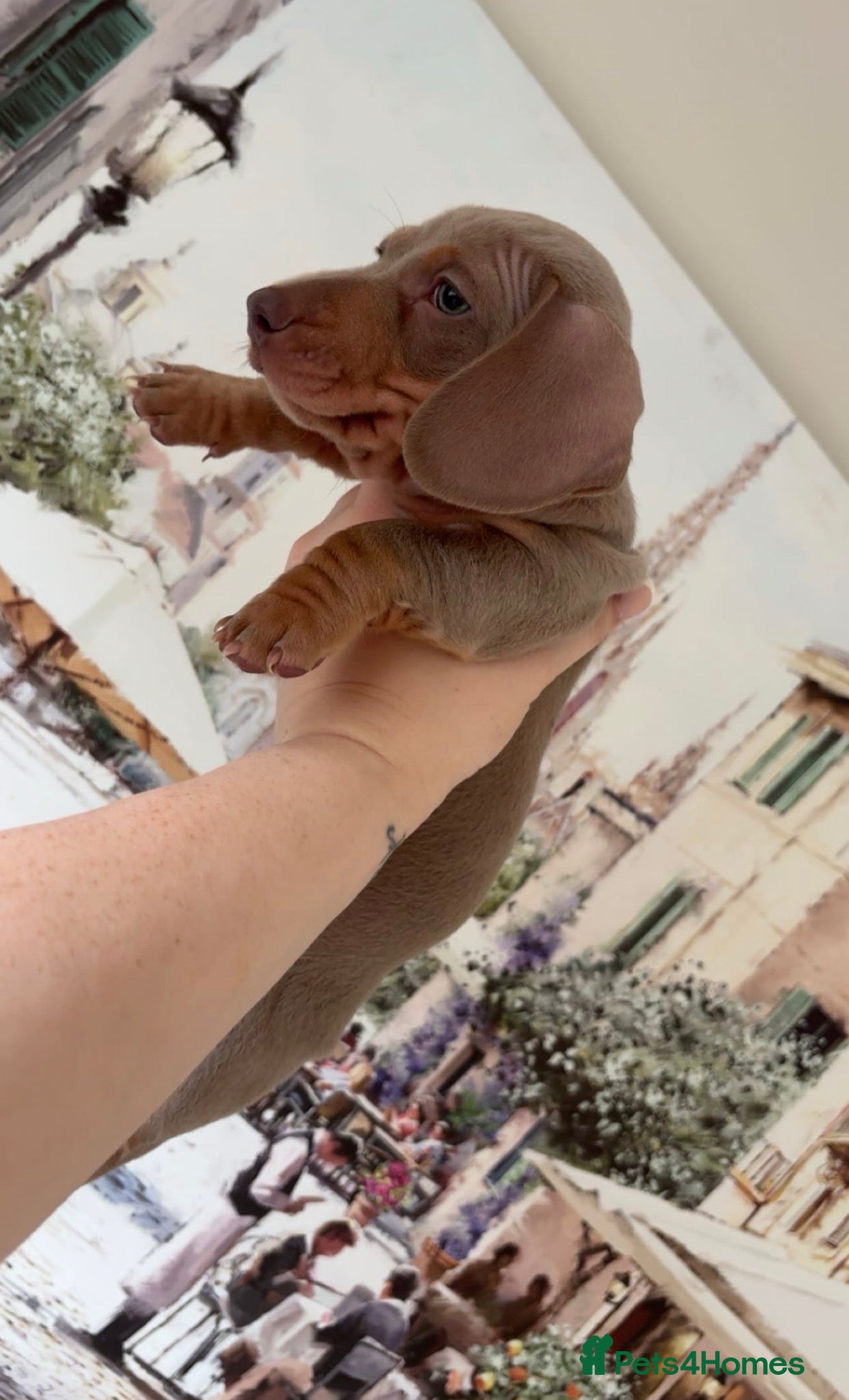 Miniature Dachshund dogs READY TO LEAVE TOMORROW X2 MALES DACHSHUNDS - Advert 2