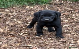 Labrador Retriever dogs for sale:  labrador retriever pups - Image 4