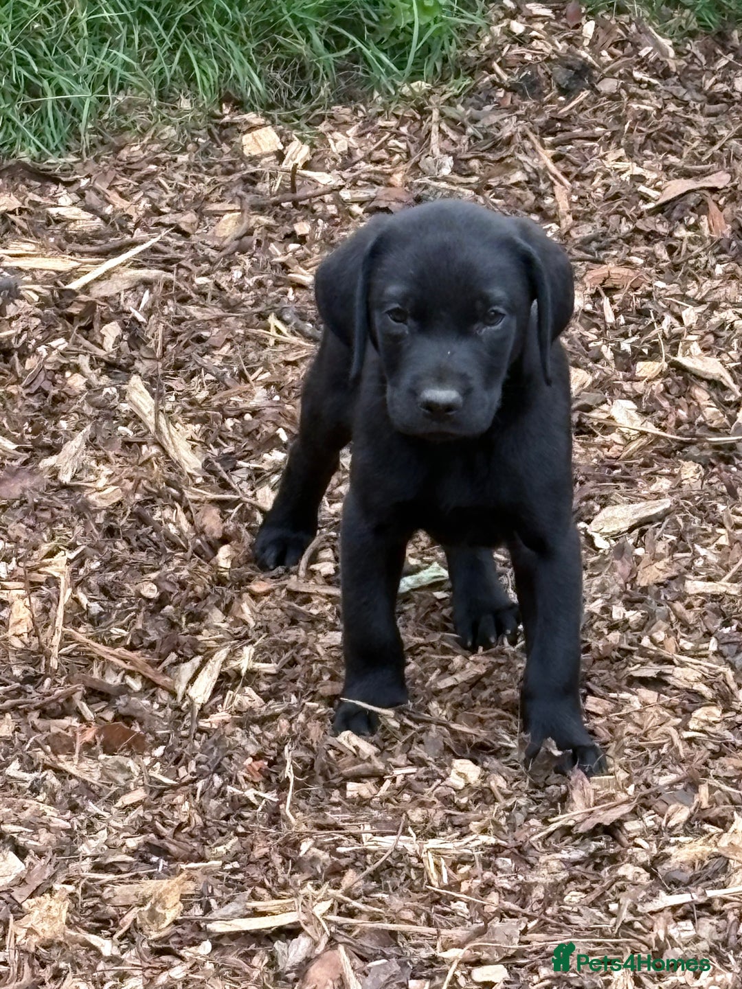 Labrador Retriever dogs for sale:  labrador retriever pups - Image 4