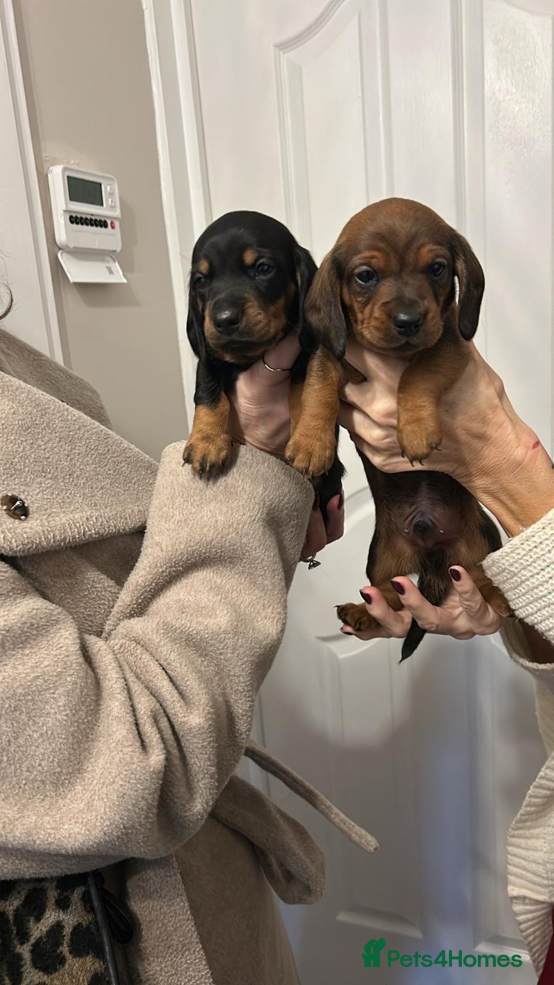 Dachshund dogs for sale: Two amazing Dachund boys for sale  - Advert 1