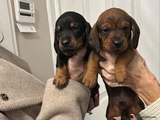 Dachshund dogs Two amazing Dachund boys for sale - Advert 1
