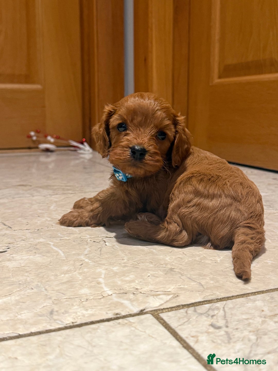 Cavapoo dogs for sale: Happy, healthy, playful litter of red cavapoos   - Advert 7