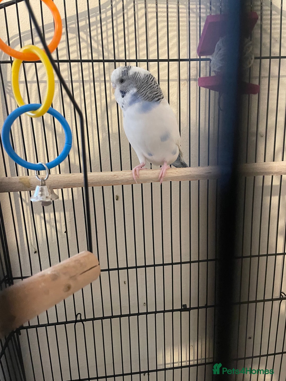 Budgerigars birds for sale: Lonely beautiful budgies (Sold together) - Advert 11