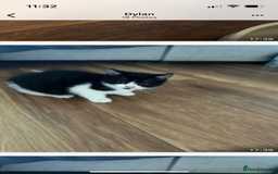 British Shorthair cats for sale: 3 British shorthair kittens  - Image 11