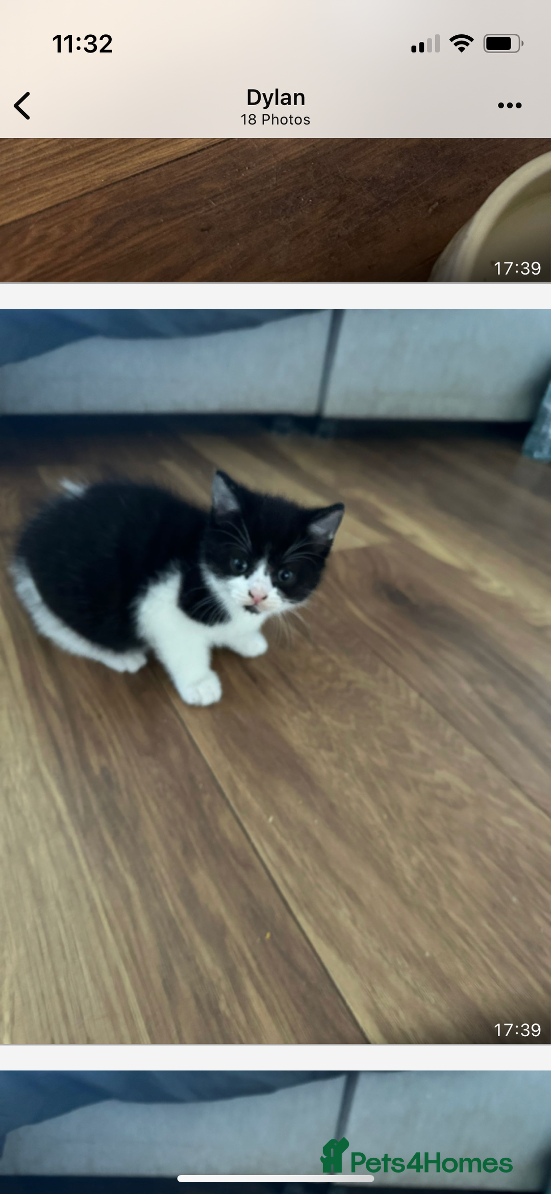 British Shorthair cats for sale: 3 British shorthair kittens  - Image 11