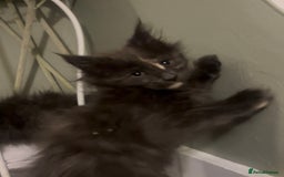 Maine Coon cats for sale: Maine Coon girls READY NOW Russian sired  - Image 28