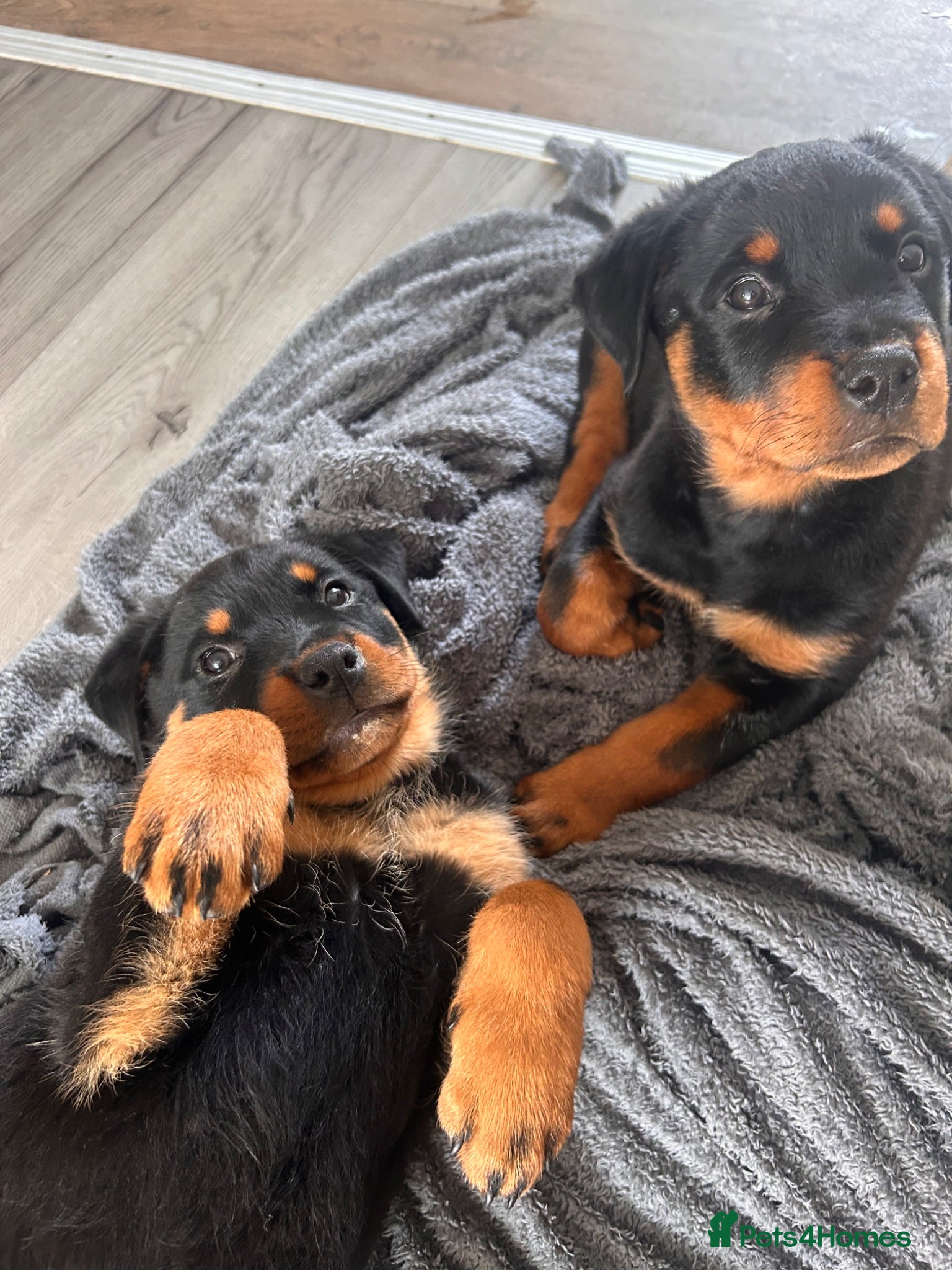 Rottweiler dogs Purebreed Rottweiler puppies Ready to go - Advert 19