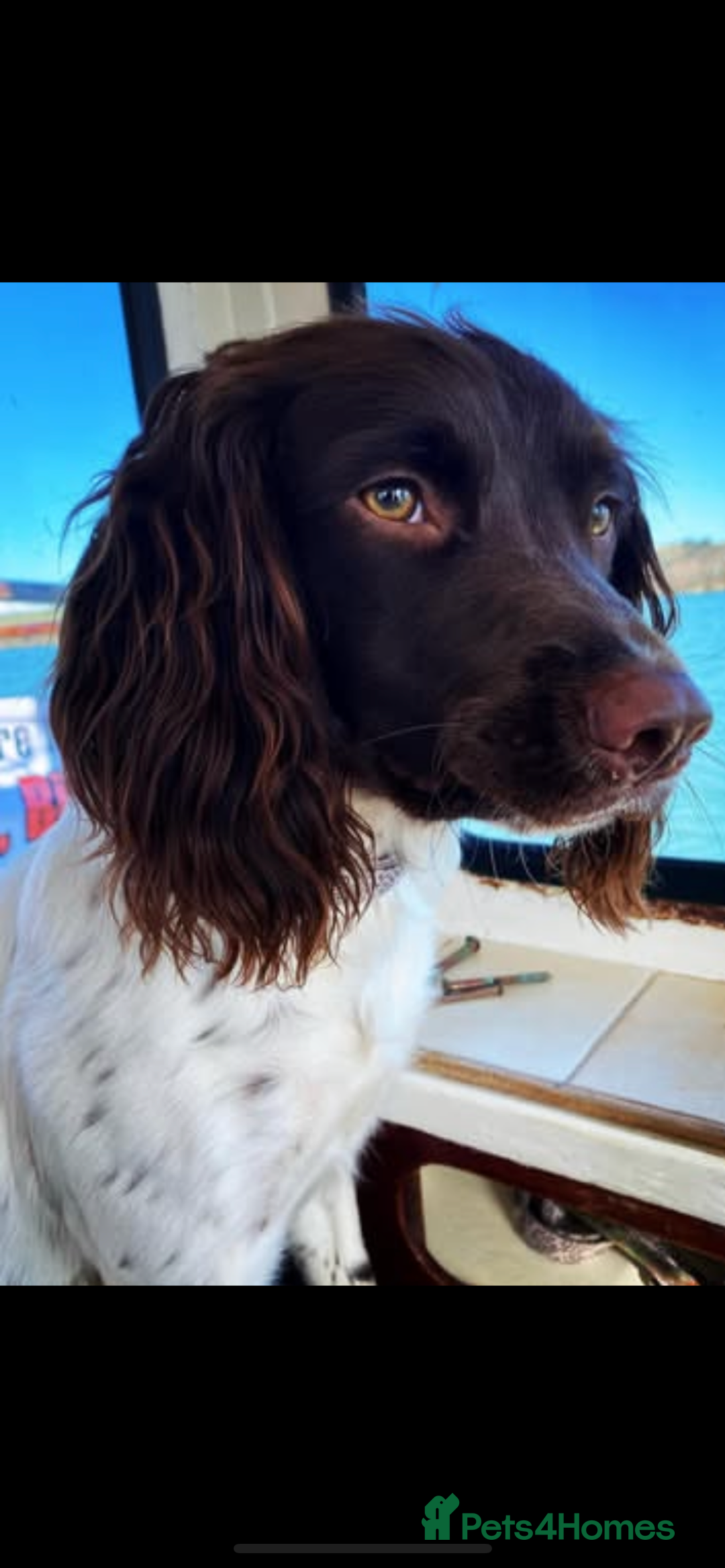 Sprocker dogs for sale: 2 male sprocker spaniels  - Advert 2