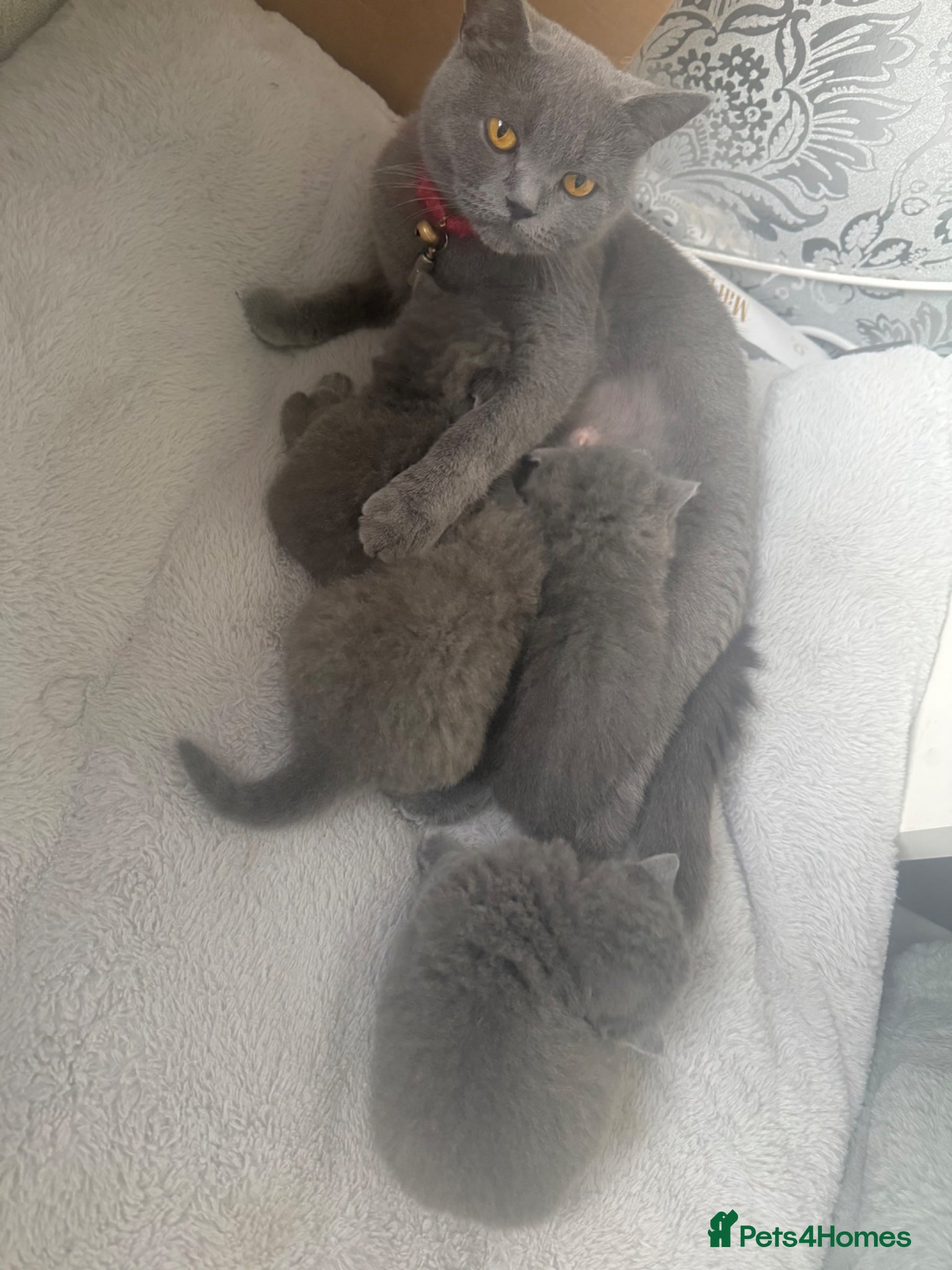 British Shorthair cats for sale: Pedigree GCCF Registered British Shorthair  - Advert 2