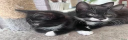 Mixed Breed cats for sale: Beautiful kittens - Advert 3