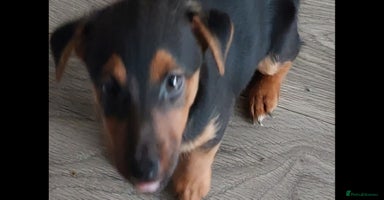 Jack Russell dogs in Dagenham - Advert 3