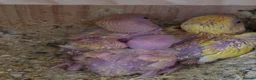Lovebirds birds for sale: Lovebird Breeding Setup - Chicks, Eggs & Cages - Advert 11