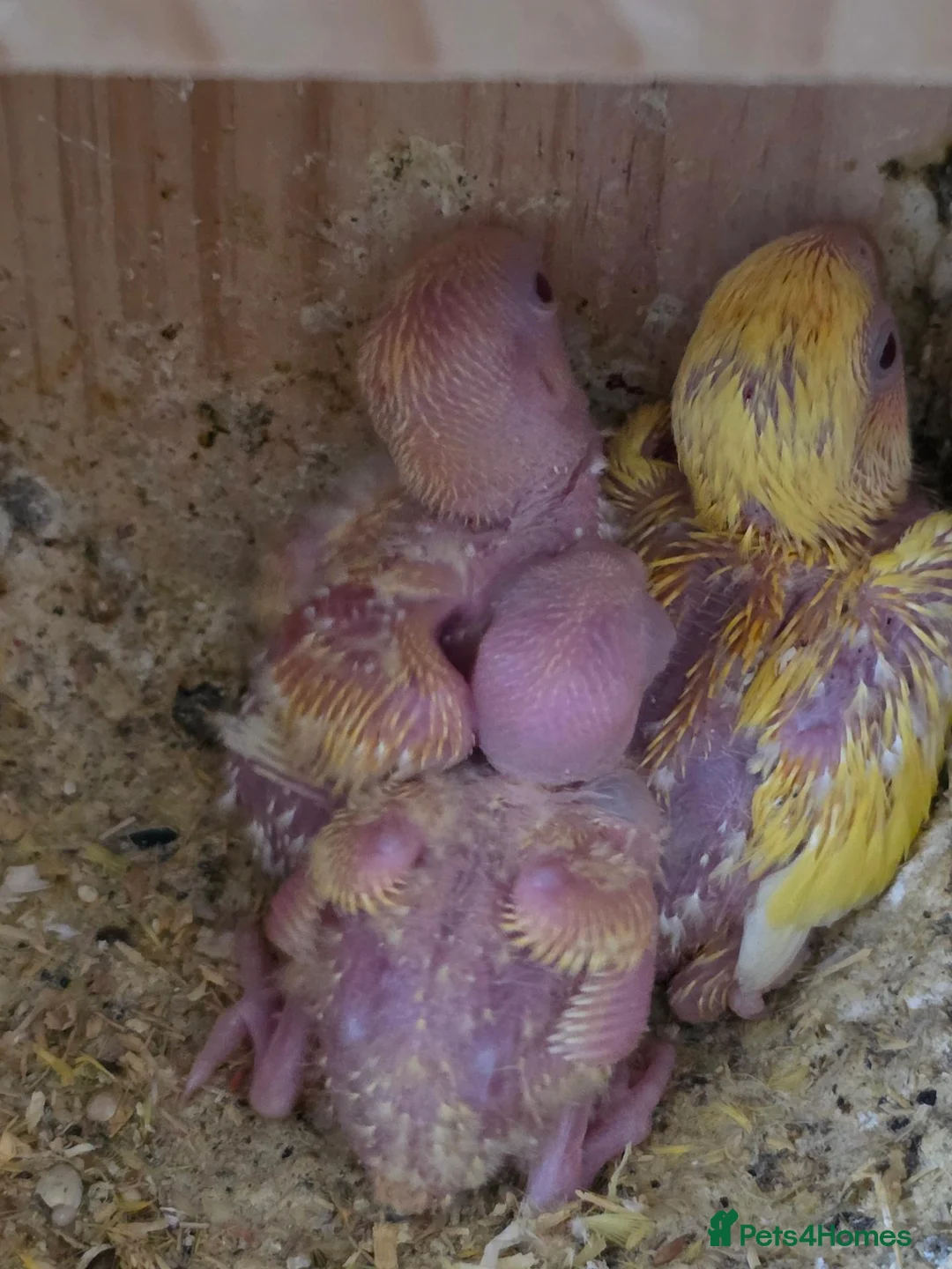 Lovebirds birds for sale: Lovebird Breeding Setup - Chicks, Eggs & Cages - Advert 11