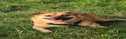 Mixed Breed dogs for adoption: Sweet Lennin looking for LOVE  - Advert 4