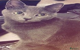 Mixed Breed cats for sale: Mother and 3 kittens for adoption   - Image 2