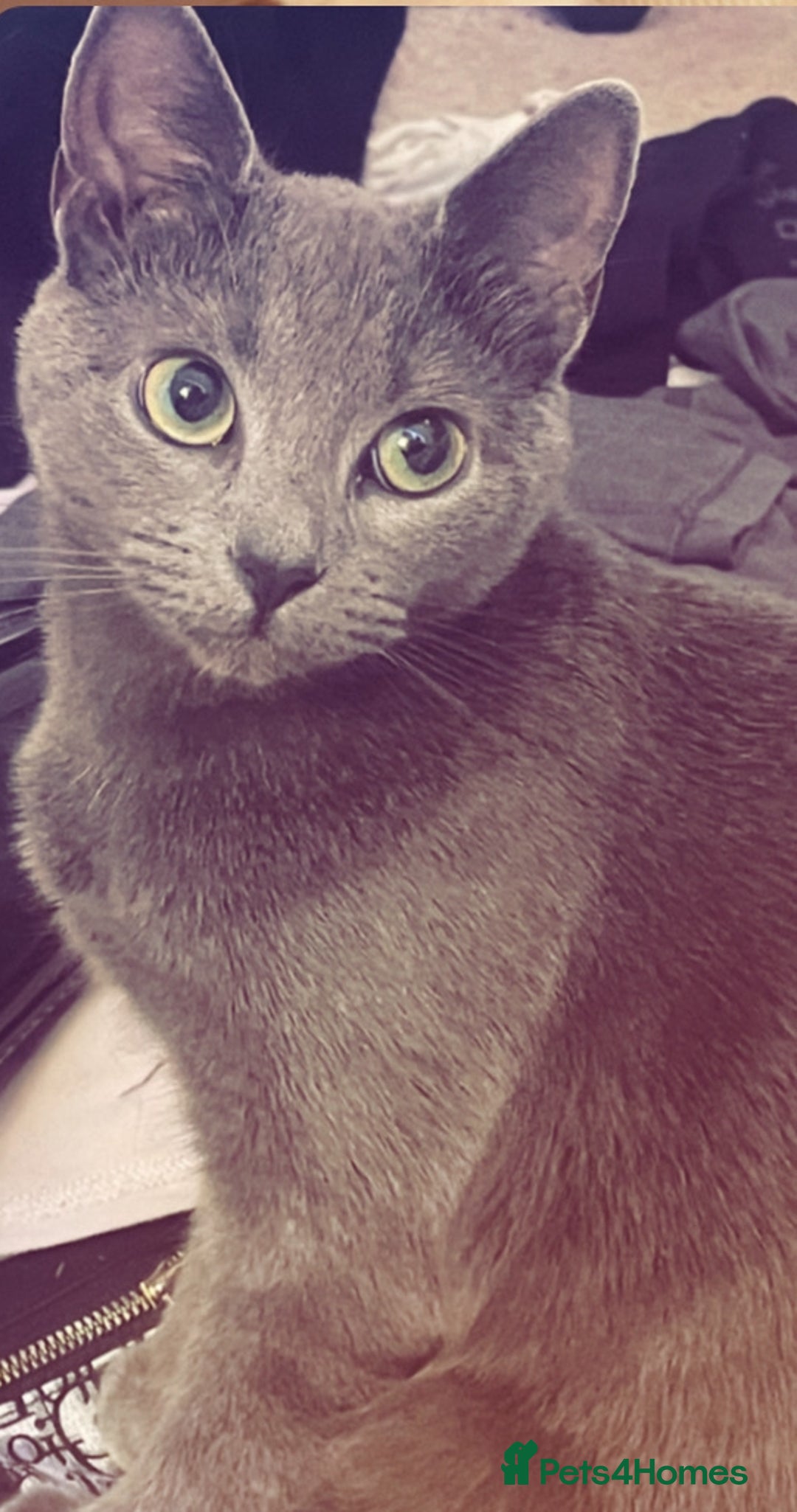 Mixed Breed cats for sale: Mother and 3 kittens for adoption   - Image 2