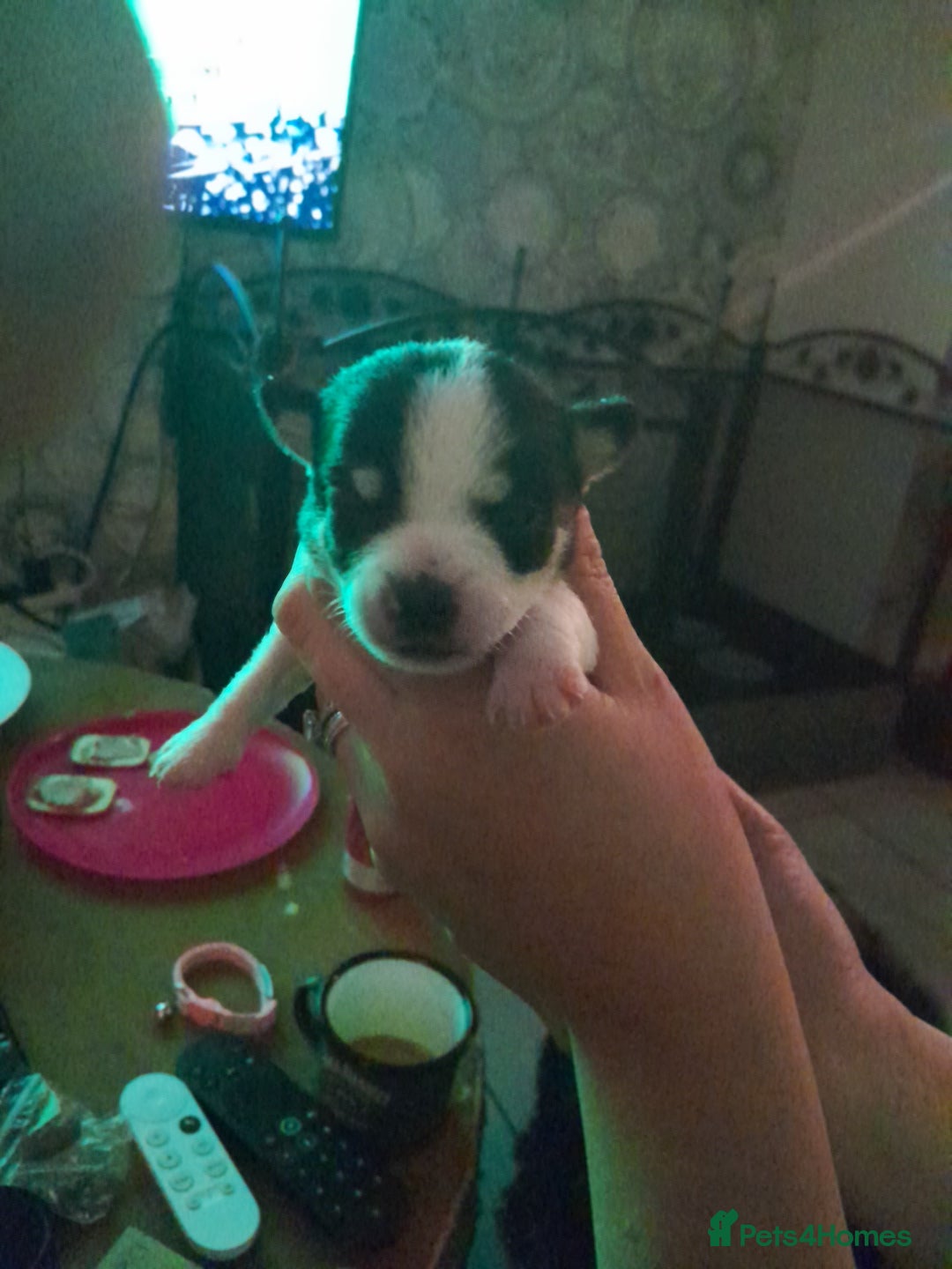 Chihuahua dogs for sale: 2 beautiful chihuahua pups - Image 6
