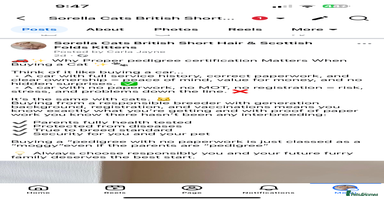 British Shorthair cats - Advert 5