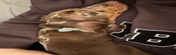 Miniature Dachshund dogs for sale: Miniature dachshund  in Ferryhill - Advert 10