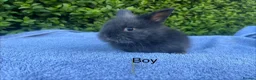 Lionhead rabbits for sale: Beautiful mini double maned lionheads bunnies  - Advert 4