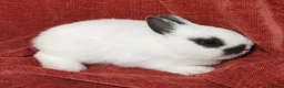 Netherland Dwarf rabbits for sale: Tiny Netherland Dwarf - LAST ONE + Hay/Food/Treats - Advert 5