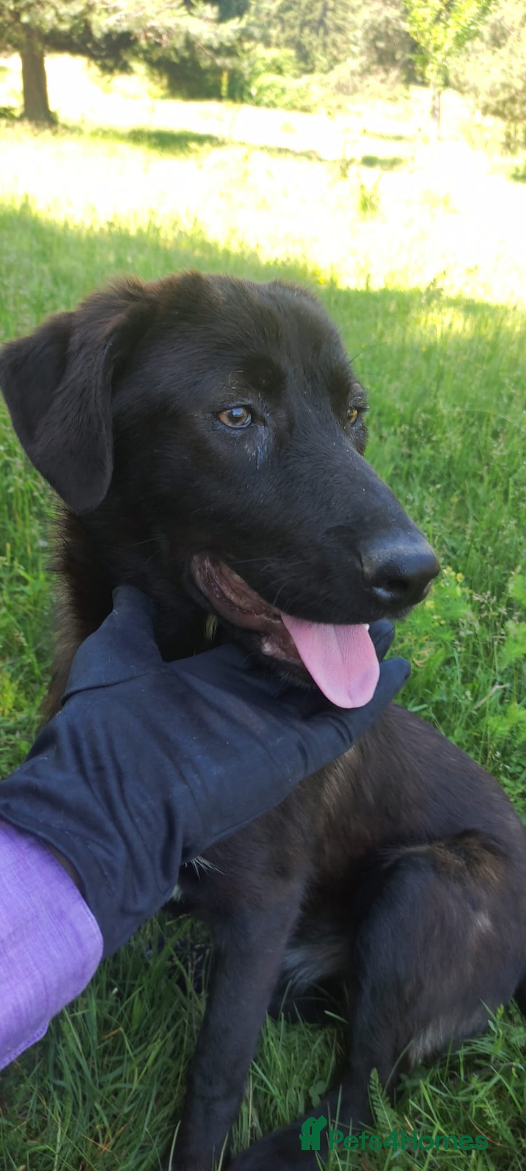 Mixed Breed dogs for adoption: 🌸Sweet and Beautiful AZALEA - Deserving Kindness - Advert 2