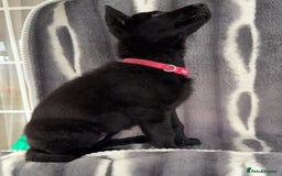 German Shepherd dogs for sale: Exceptional KC Reg DDR GSD Puppies Rare Bloodlines - Image 13