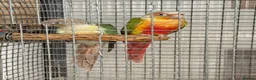 Conures birds for sale: 🦜 Pair of Green-Cheek Conures – Male & Female - Advert 4