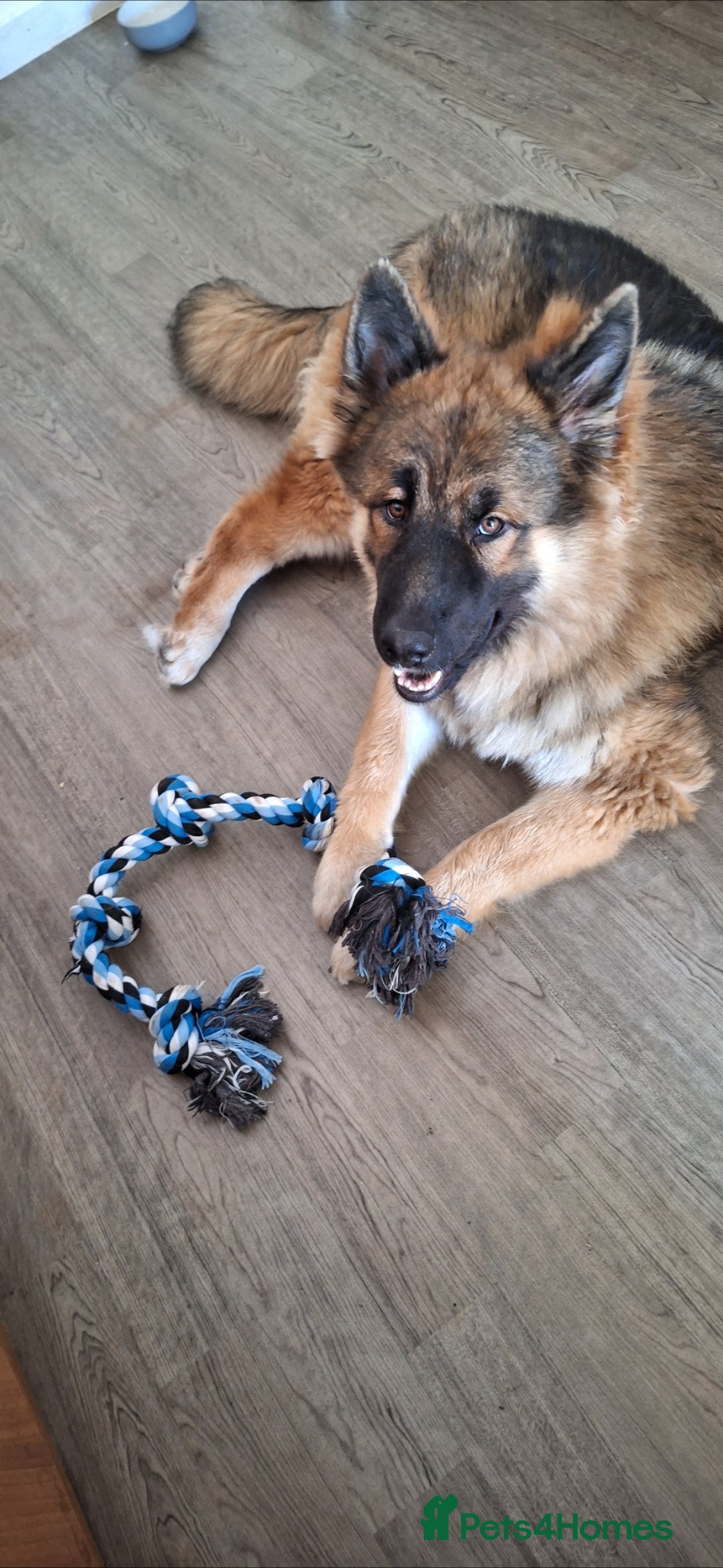 Mixed Breed dogs for sale: 10 Alaskan Shepherds for sale - Advert 2