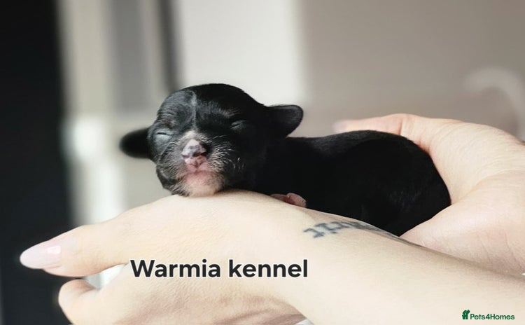 Chinese Crested dogs in Crewe - Advert 3