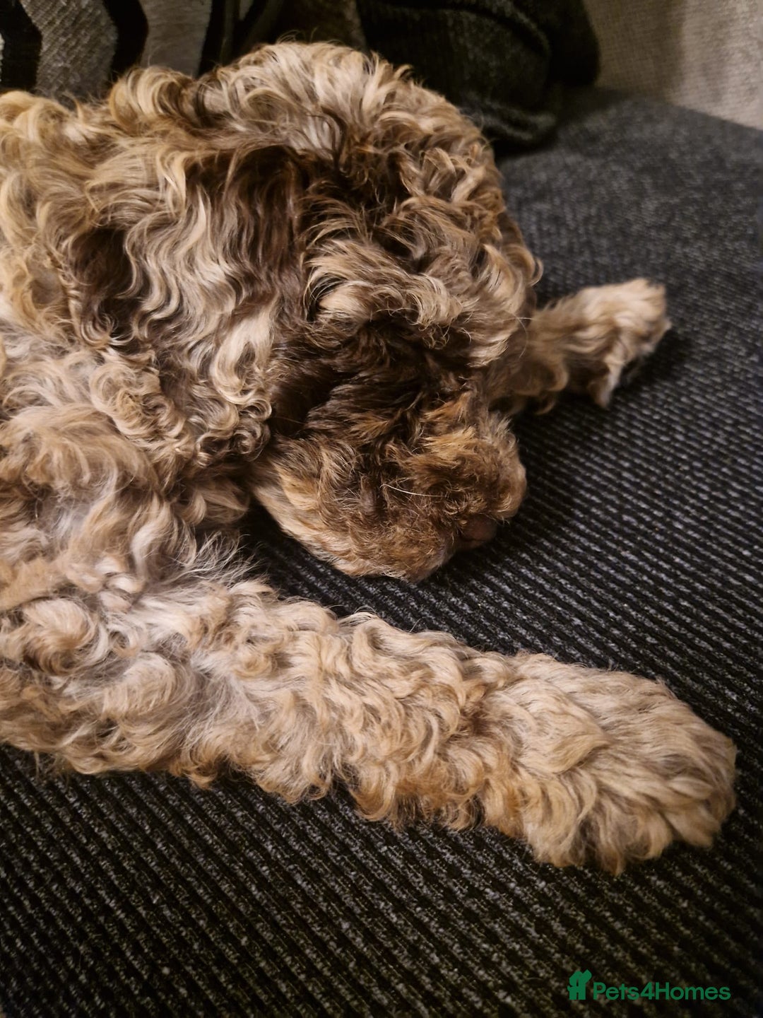 Mixed Breed dogs for sale: Choc chip merle - Advert 5