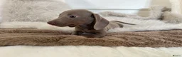 Miniature Dachshund dogs for sale: ✨MINI DACHSHUNDS ✨BOTH PARENTS KC✨ - Advert 11
