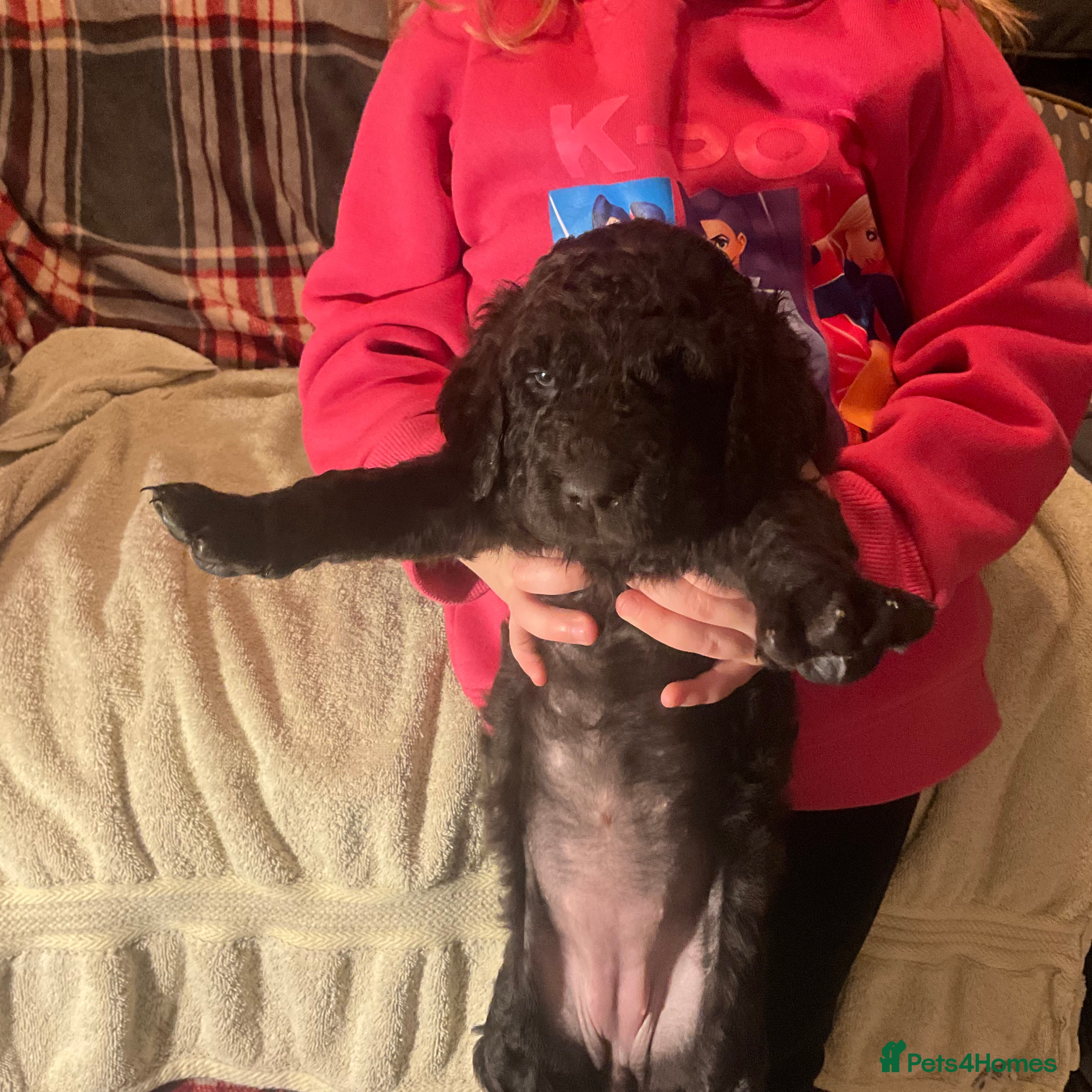 Irish Water Spaniel dogs Irish Water Spaniel Puppy - Advert 1