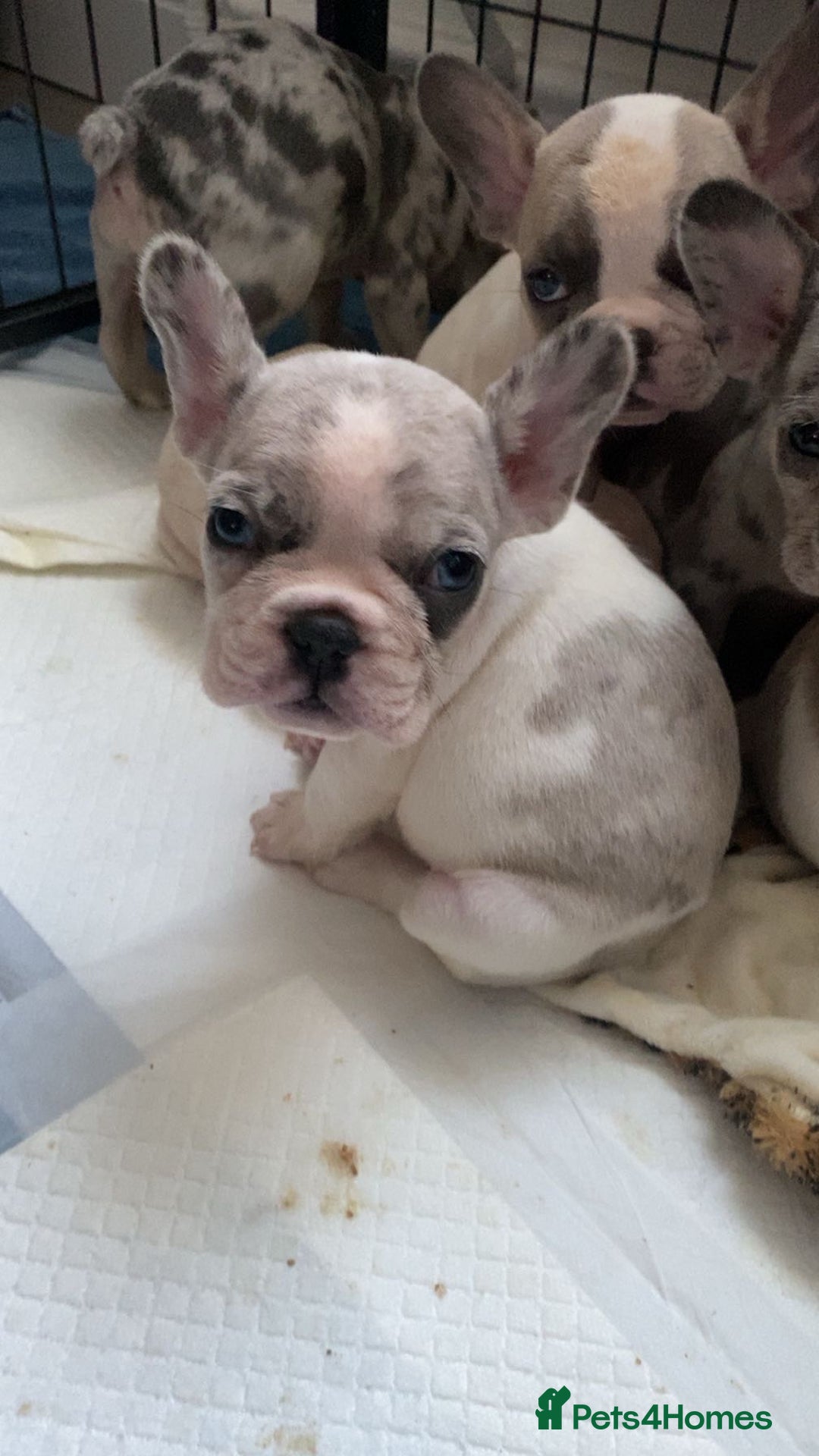 French Bulldog dogs for sale: 8 adorable frenchie pups  - Advert 4