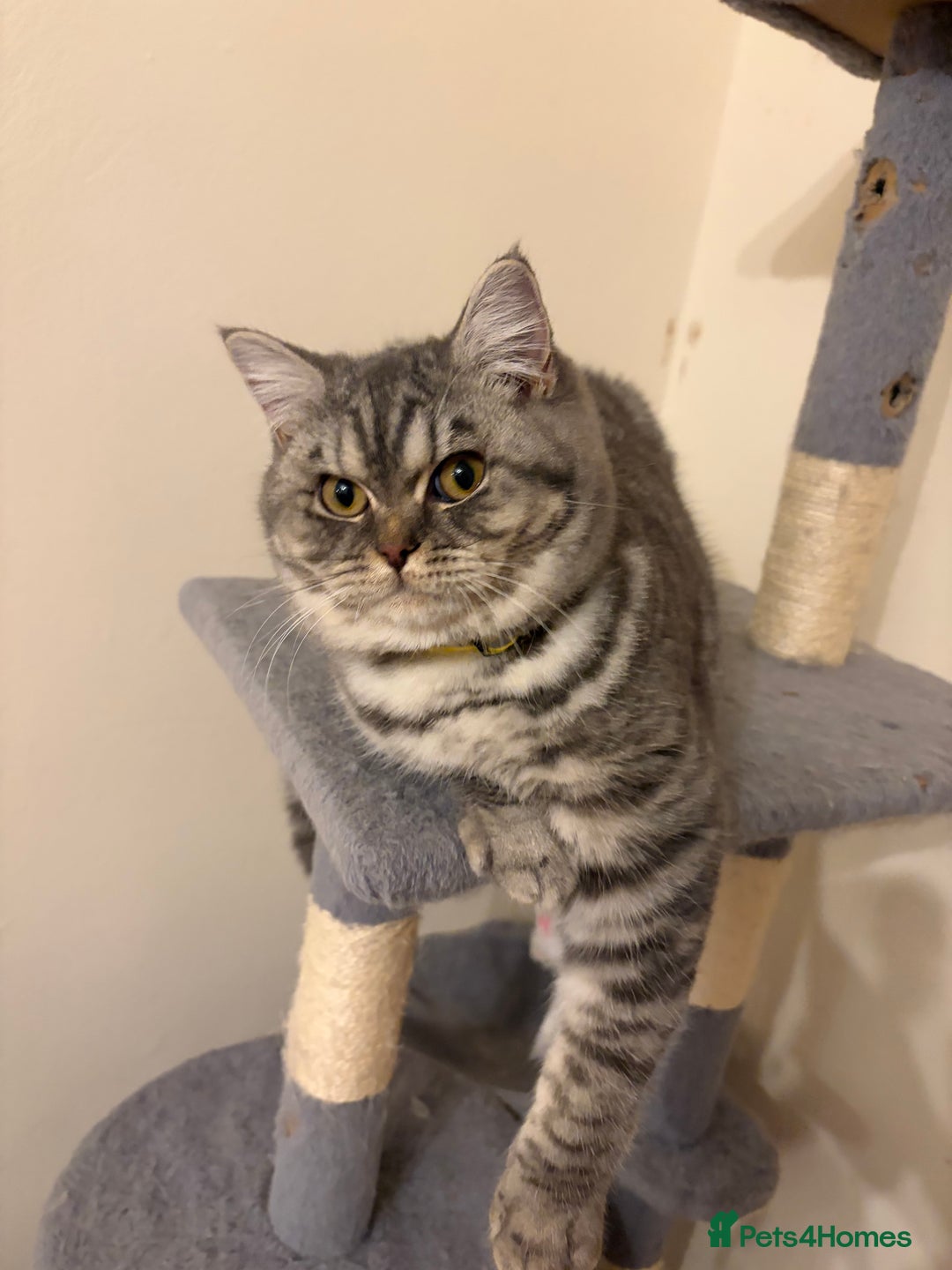 British Shorthair cats for sale: 3 Kittens•Full Pedigree•Champions bloodline•GCCF - Advert 25