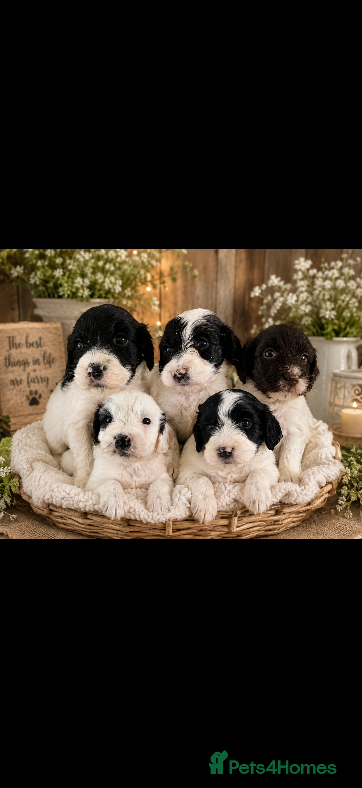 Cockapoo dogs Beautiful cockerpoo puppies still available 🩷🩵 - Advert 2