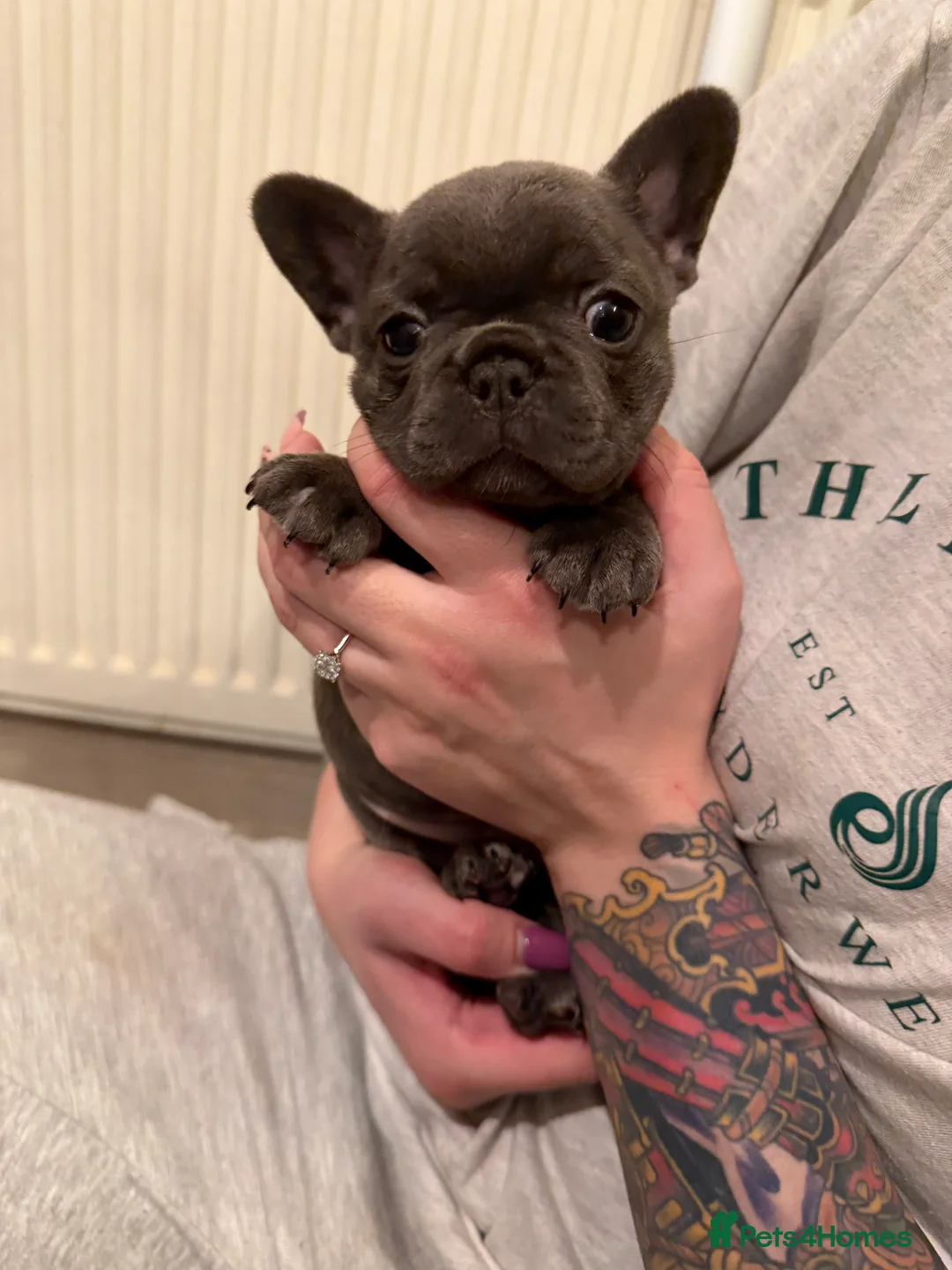 French Bulldog dogs for sale: Multiple colour litters coming in spring 🐶  - Advert 2