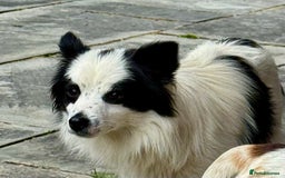 Chihuahua dogs for adoption: Toffy in West Malling - Image 19