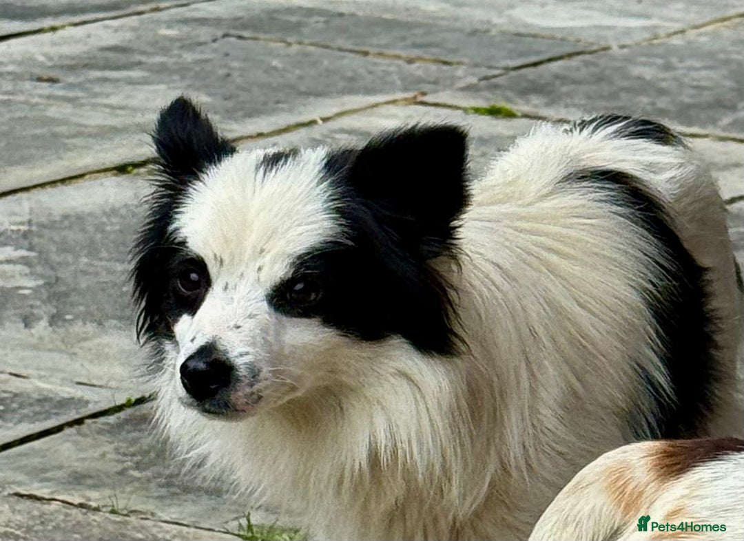 Chihuahua dogs for adoption: Toffy in West Malling - Image 19