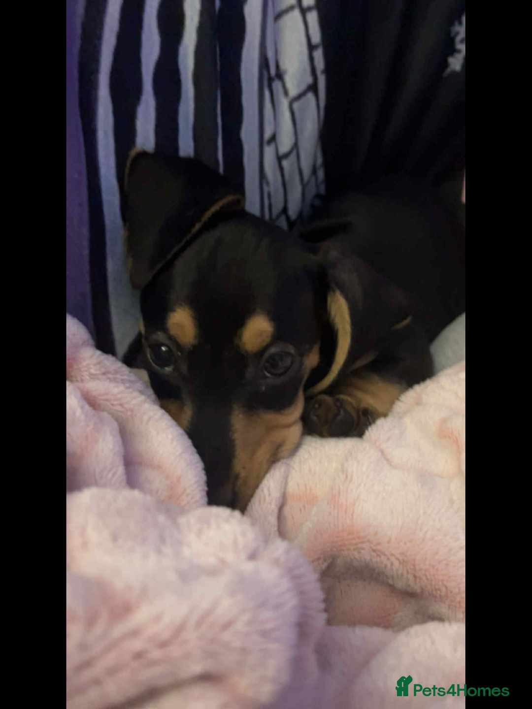 Dachshund dogs for sale: This is prince - Advert 2