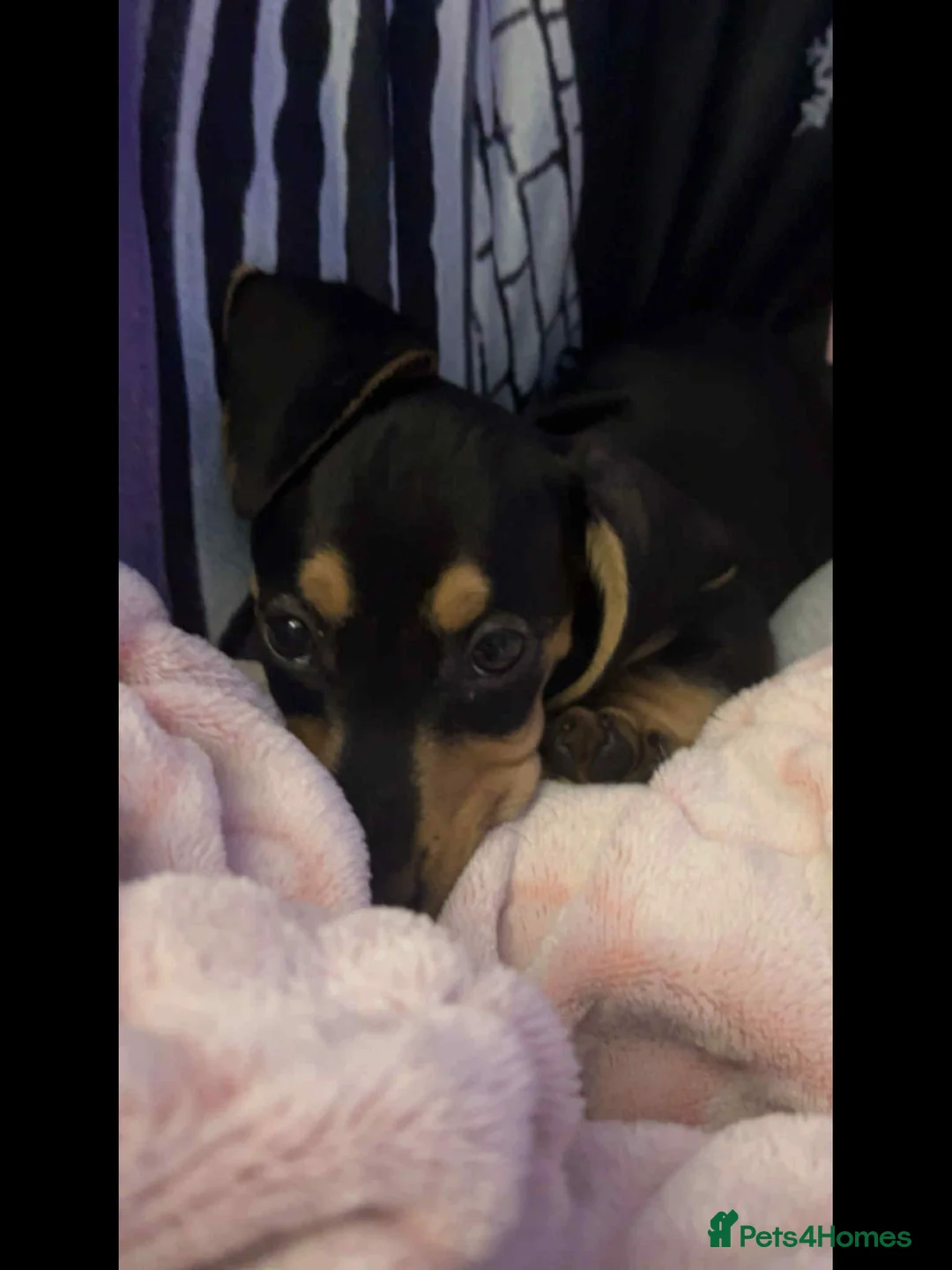 Dachshund dogs for sale: This is prince - Advert 2