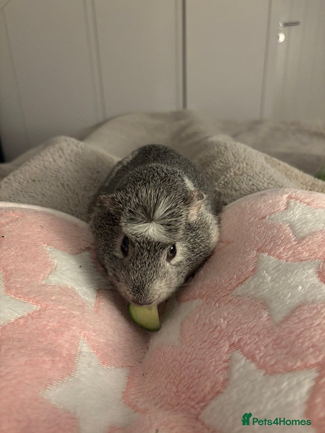 Guinea Pig rodents for sale: Gorgeous young guinea pigs  - Advert 2